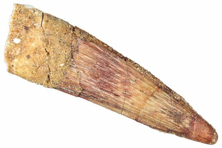 Fossil Spinosaurus Tooth - Real Dinosaur Tooth #269163